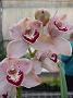 Tinonee-orchids-II 007